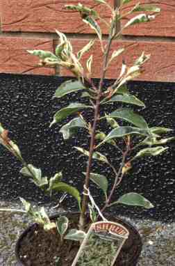 Prunus lusitanica ever green hedge seaside coastal